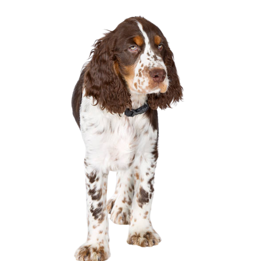 Springer Spaniel