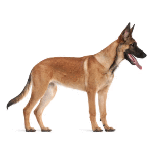Belgian Shepherd