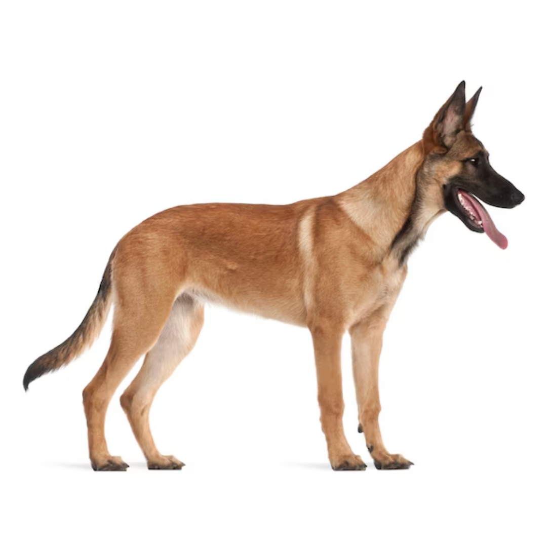 Belgian Shepherd