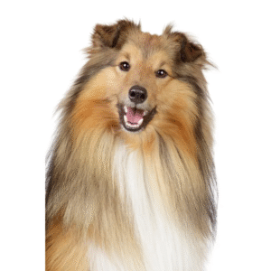 Perro Pastor Shetland