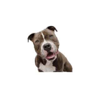 Perro American Pit Bull Terrier