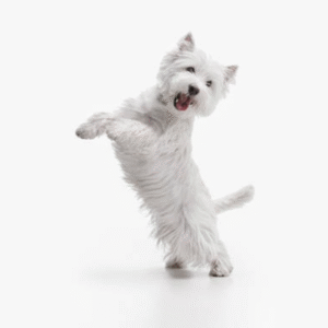 West Highland White Terrier