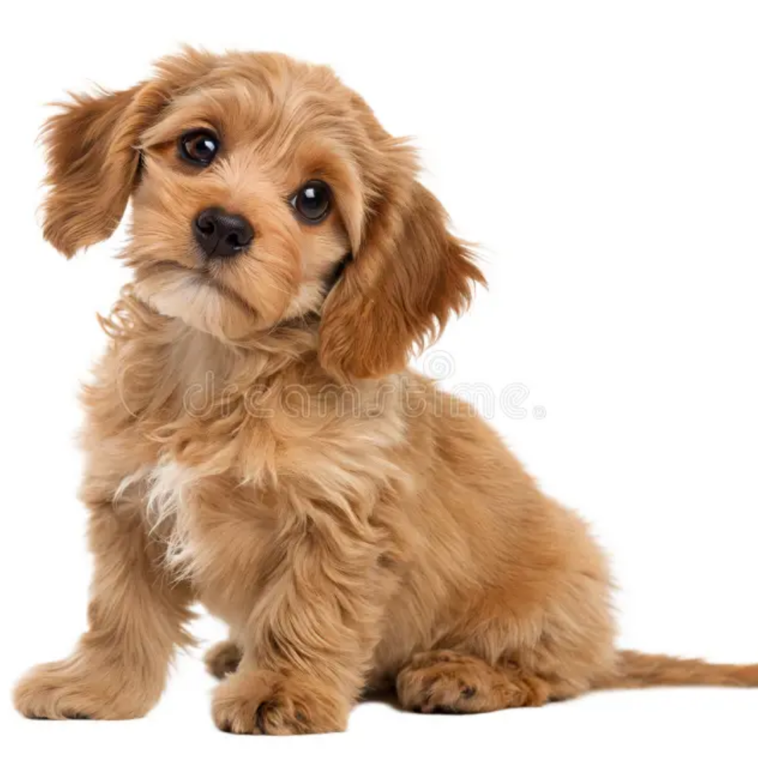 Cavapoo
