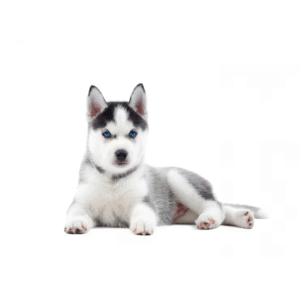 Siberian Husky