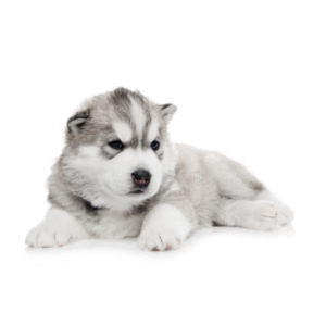 Perro Alaskan Malamute