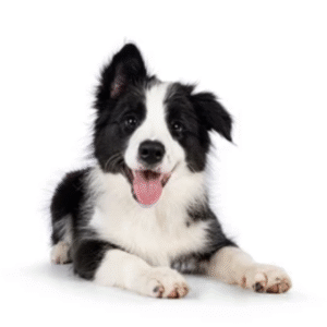 Perro Border Collie