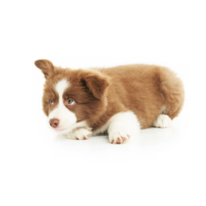 Perro Border Collie (Chocolate)
