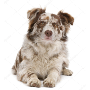 Border Collie (Merle)