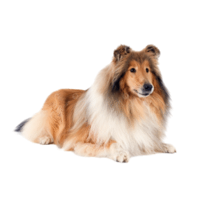 Rough Collie