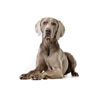 Weimaraner