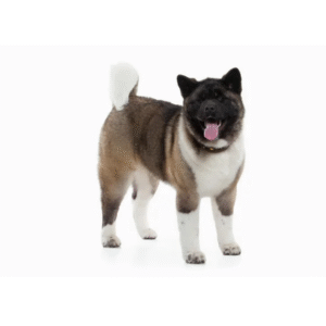 Perro Akita Americano