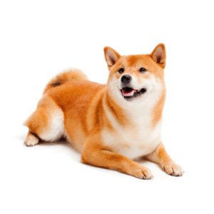 Perro Akita Inu