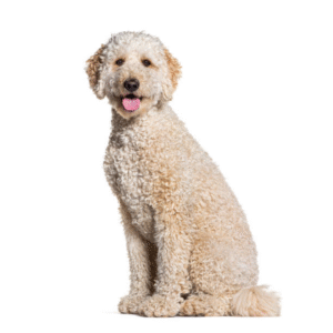 Perro Golden Doodle Gigante