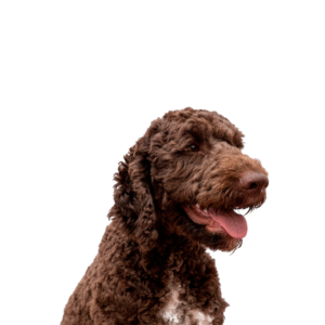 Labradoodle