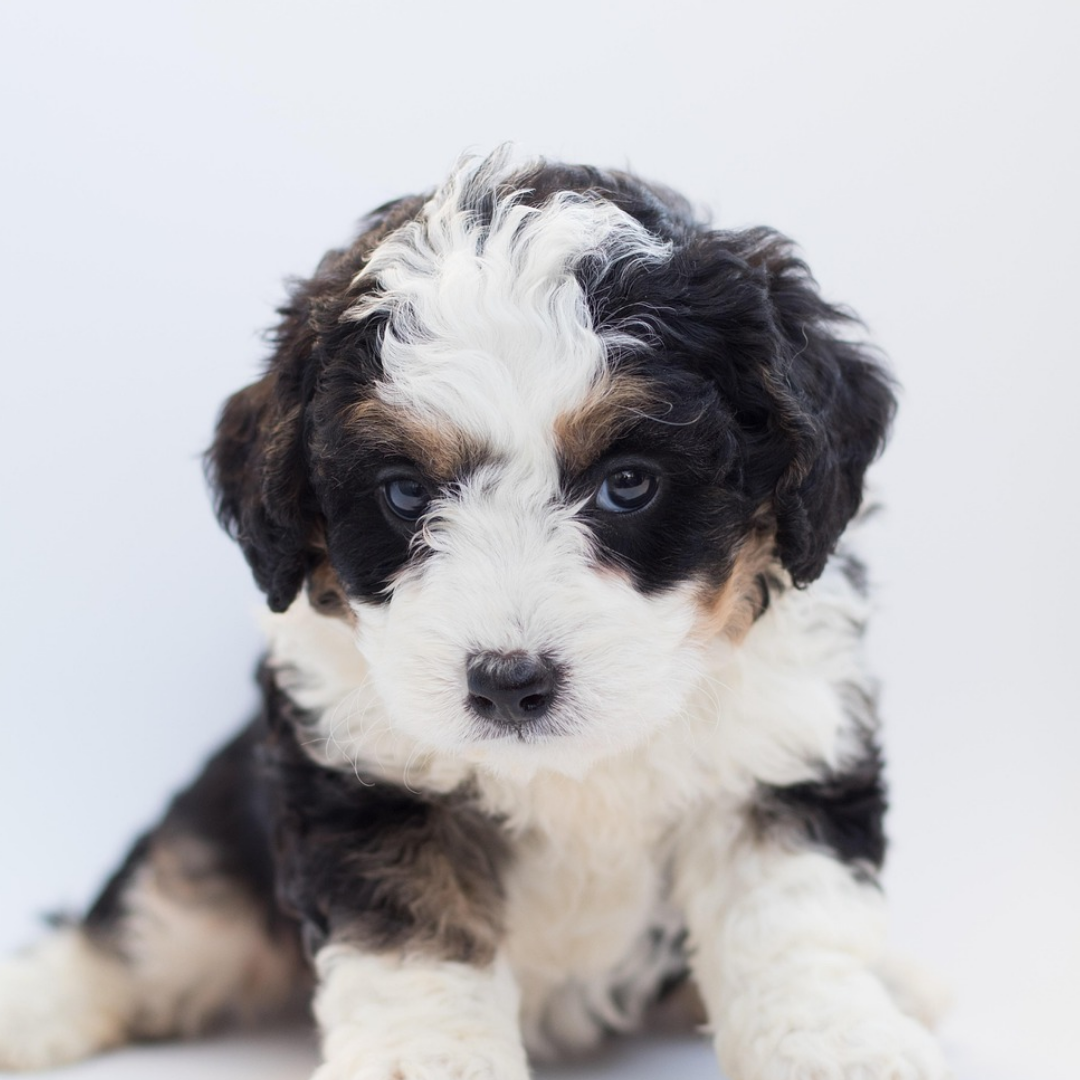 Bernedoodle