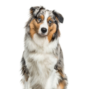 Australian Shepherd – Standard