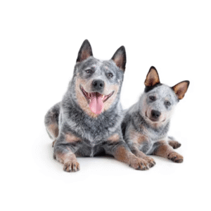 Perro Pastor Australiano Ganadero