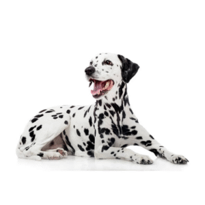 Dalmatian