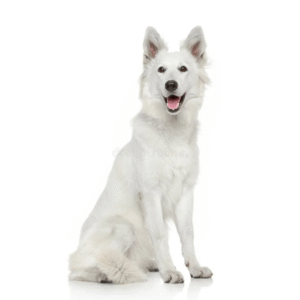 Swiss Shepherd