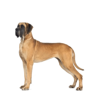Perro Bullmastiff