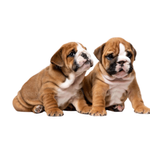 English Bulldog