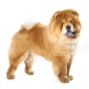 Chow Chow