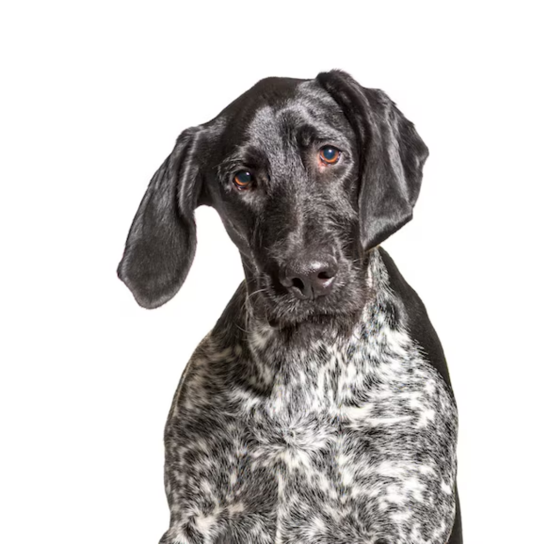 German Shorthaired Pointer