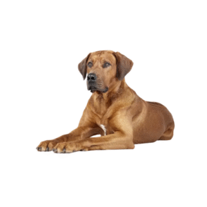 Rhodesian Ridgeback