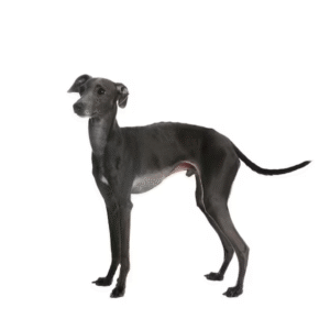 Italian Greyhound