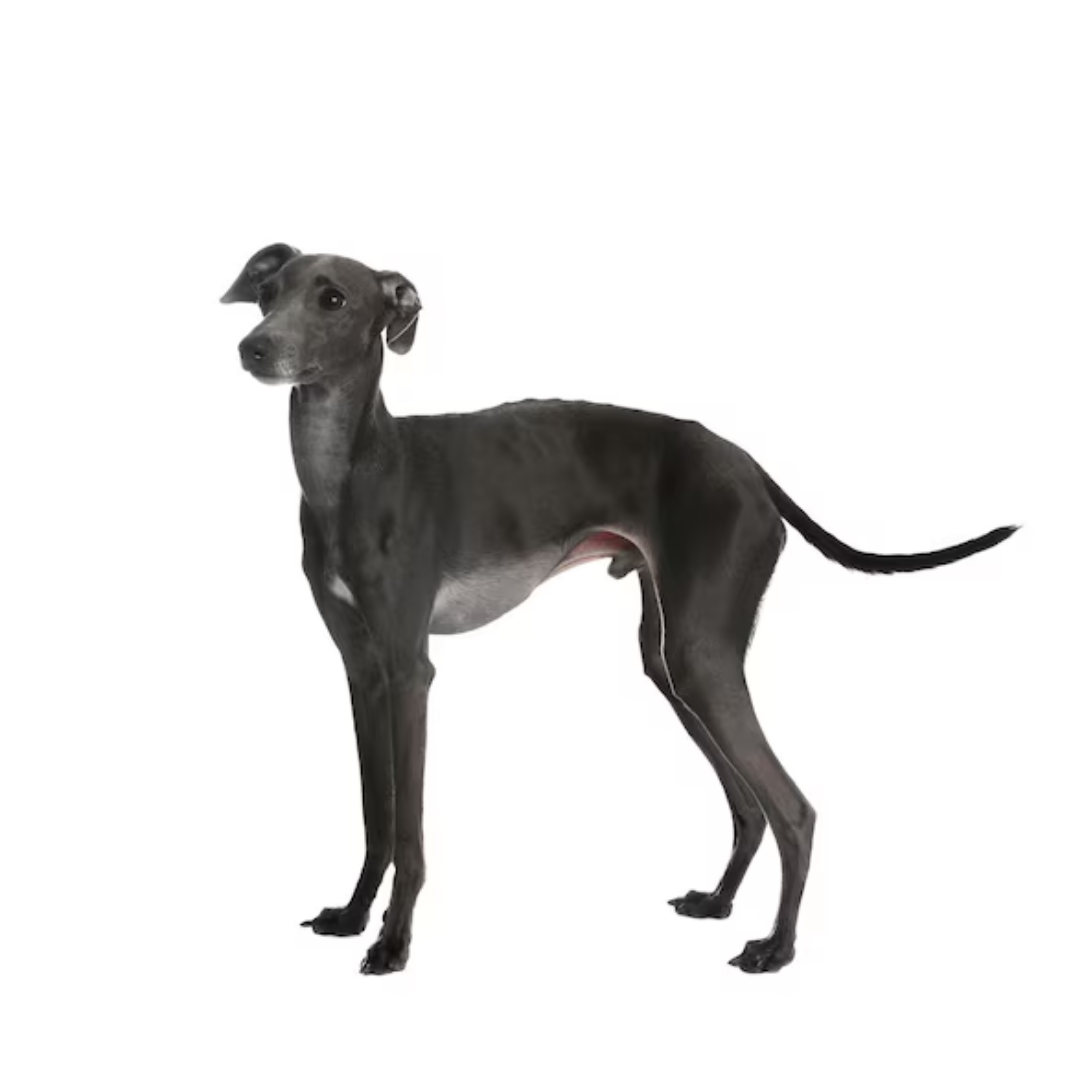 Italian Greyhound
