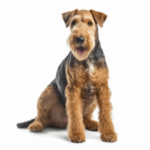 Perro Airedale Terrier