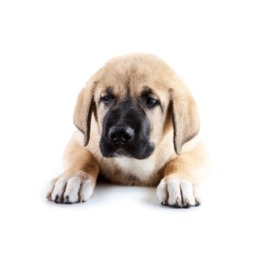 Perro Mastín Español