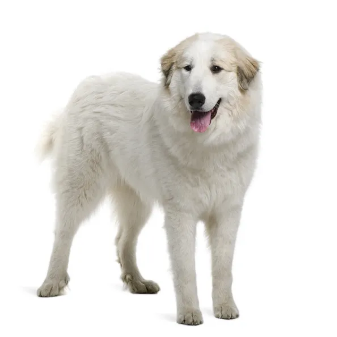 Great Pyrenees