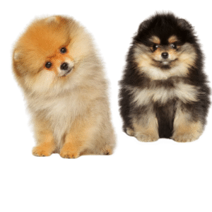 Pomeranian