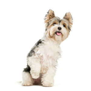 Perro Yorkshire Biewer