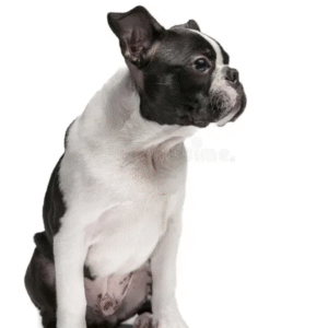 Perro Boston Terrier