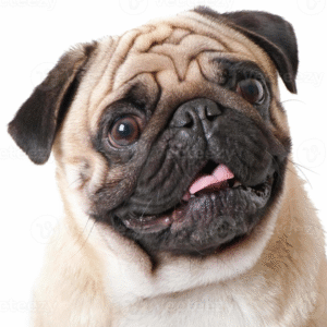 Pug