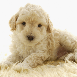 Perro French Poodle Mini Toy
