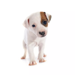 Jack Russell Terrier