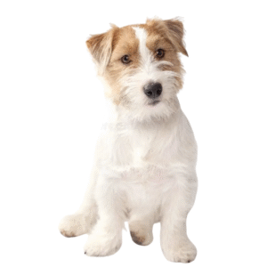Jack Russell Terrier Pelo Alambre