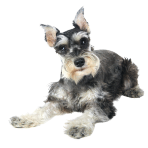 Miniature Schnauzer