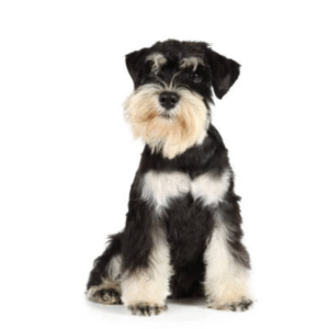 Perro Schnauzer Estándar