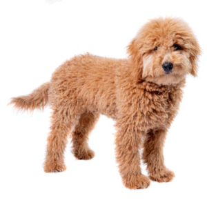 Mini Golden Doodle