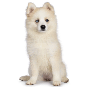 Pomsky