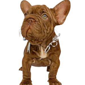 Perro Bulldog Francés Big Rope