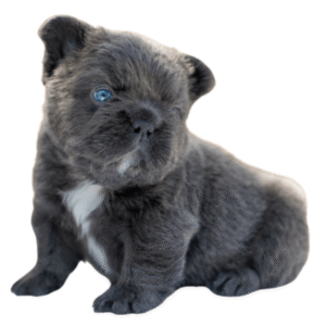 Perro Bulldog francés Rope fluffy