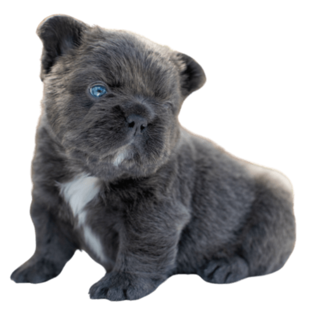 Fluffy Big Rope French Bulldog
