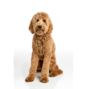 Standard Golden Doodle