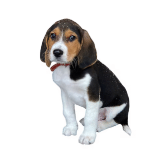 Perro Beagle