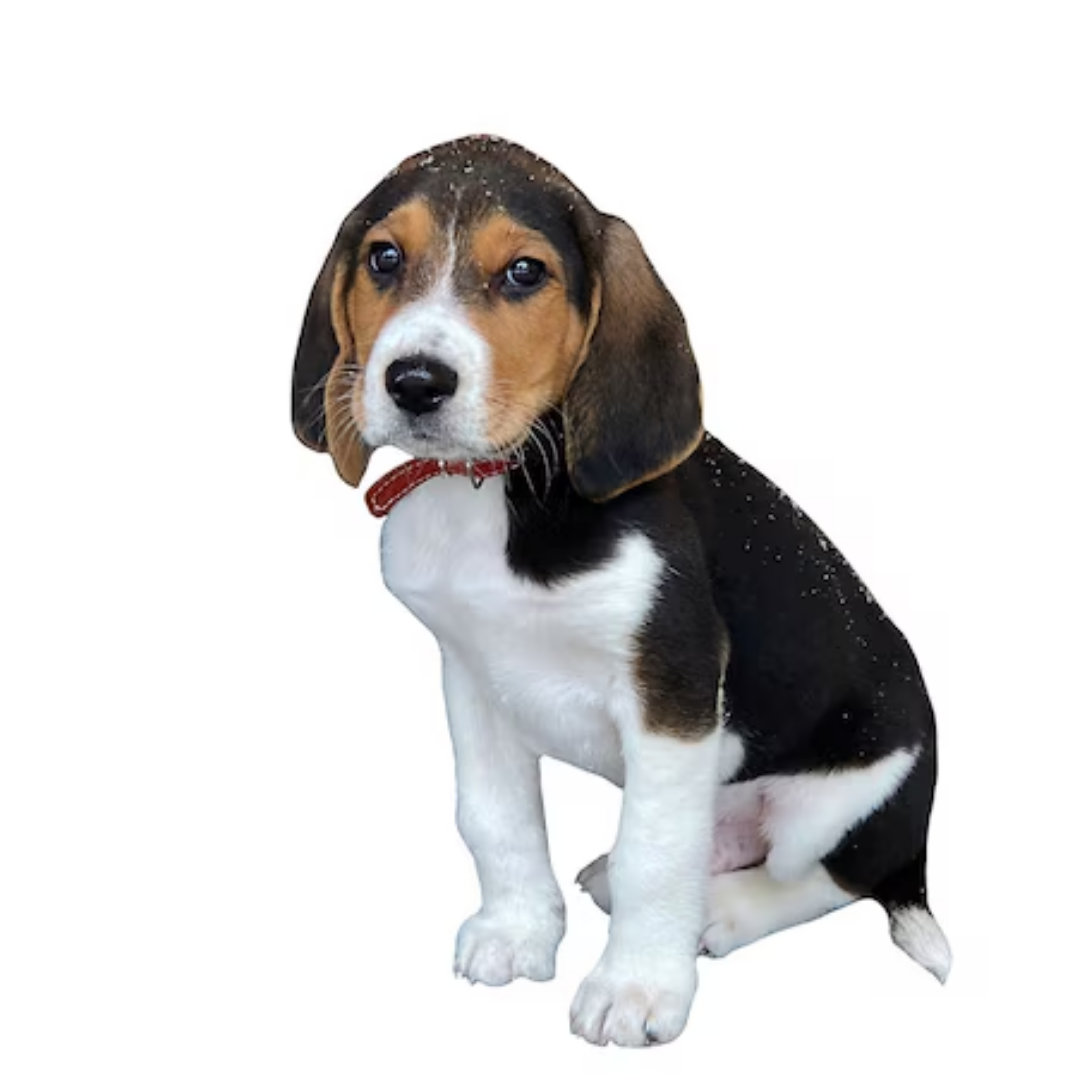 Beagle